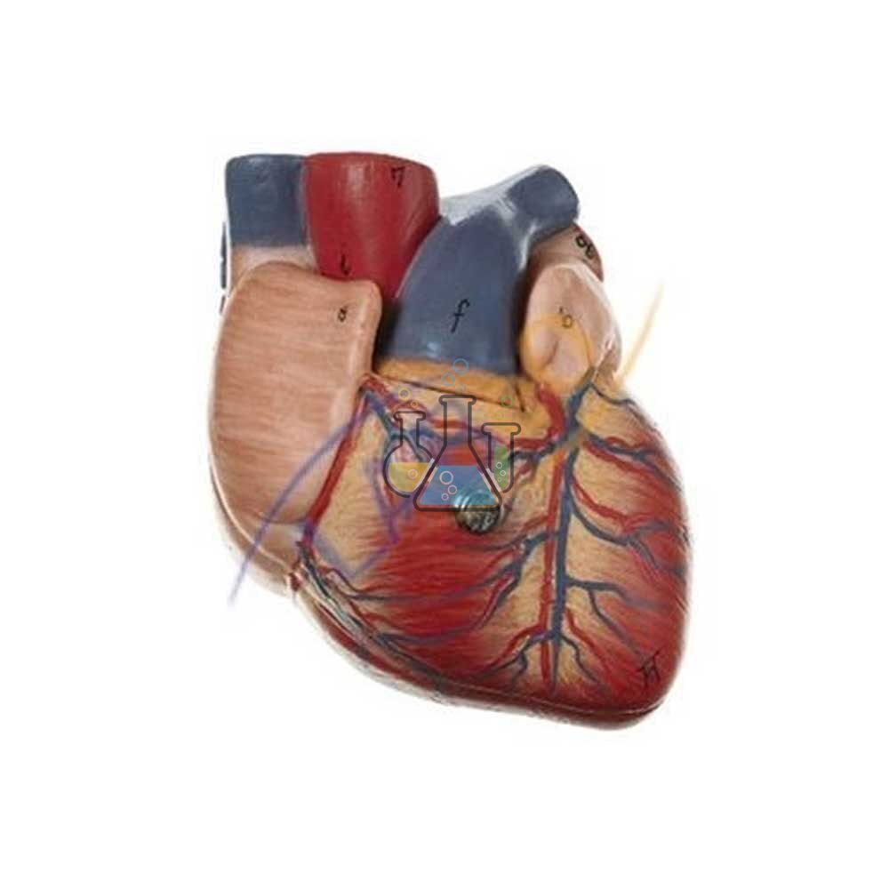 Heart 3/4 Natural Size Two Piece Model